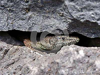 The Madeiran wall lizard Stock Photo