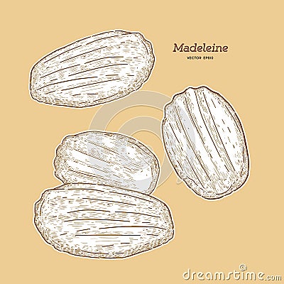 Madeleine de Commercy / Famous French pastry Vector Illustration