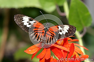 Maderia Butterfly Stock Photo