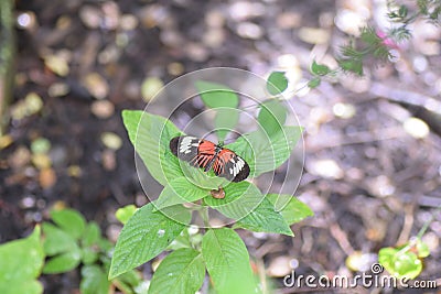 Madiera butterflies Stock Photo