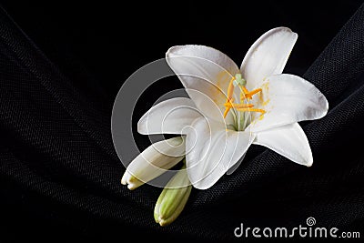 Madonna lily flower, Lilium candidum Stock Photo