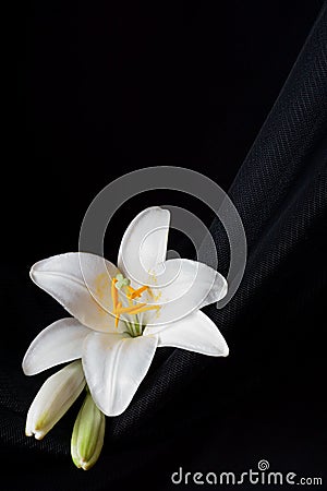 Madonna lily flower, Lilium candidum Stock Photo