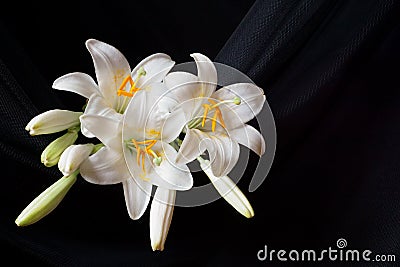 Madonna lily flowers, Lilium candidum Stock Photo