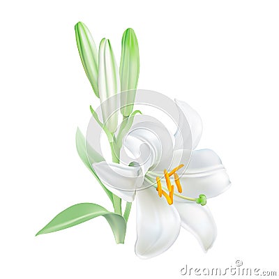 Madonna Lily - Lilium candidum. Vector Illustration