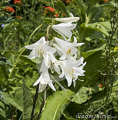 Madonna Lily Lilium candidum, Stock Photo