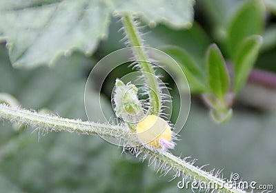 Madras Pea Pumpkin, Bristly bryony, Cucumis maderaspatanus Stock Photo