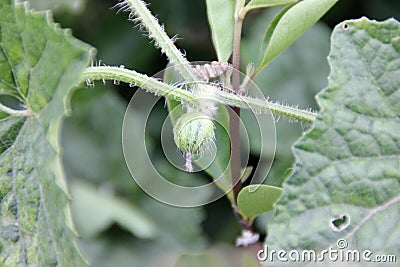 Madras Pea Pumpkin, Bristly bryony, Cucumis maderaspatanus Stock Photo