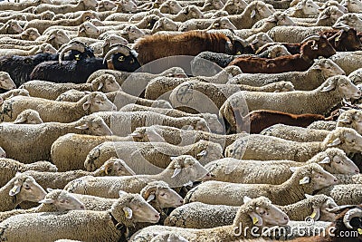 MADRID, SPAIN, October 21, 2018. Festival of transhumance 2018. Flock of sheep Editorial Stock Photo