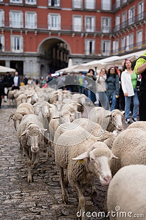 MADRID, SPAIN - October 23, 2022: The traditional Transhumance festival celebrated in the streets of Madrid. Plaza Mayor of Madrid Editorial Stock Photo