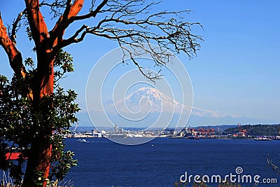 Madrona and Rainier Stock Photo