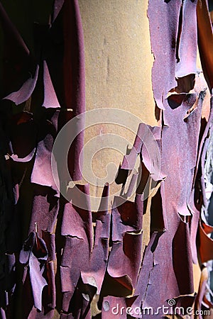 Madrone (Arbutus menziesii) Red Peeling Bark Macro Shot Stock Photo