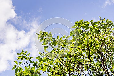 Madrone tree Arbutus menziesii branches on a sky background, California Stock Photo