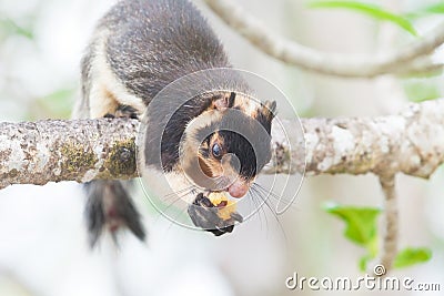 Madu Ganga, Balapitiya, Sri Lanka - Indian Giant Squirrel sitting on branch eating some food Stock Photo