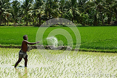 Indian farmers working in the rice fields. Editorial Stock Photo