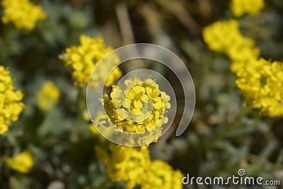 Madwort Golden Spring Stock Photo