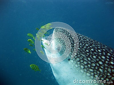 Whale shark eating plankton Stock Photo