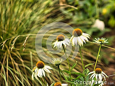 magaritten shrub freely shown for green grasses Stock Photo