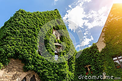 Magdeburg gothic medieval cathedral Dom church slate tile roof and green fresh Ivy covered old stone wall against clear Stock Photo