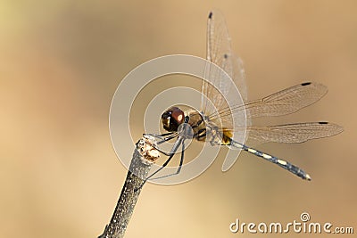 Mage of dragonfly perched on a tree branch. Stock Photo