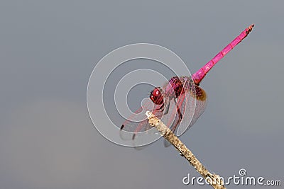 Mage of dragonfly perched on a tree branch. Stock Photo