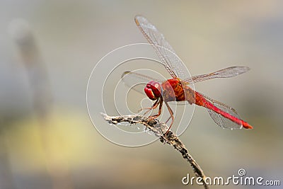 Mage of dragonfly perched on a tree branch. Stock Photo