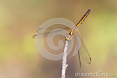 mage of dragonfly perched on a tree branch. Stock Photo