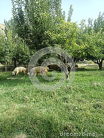 Sheep grass and trees ....... Stock Photo