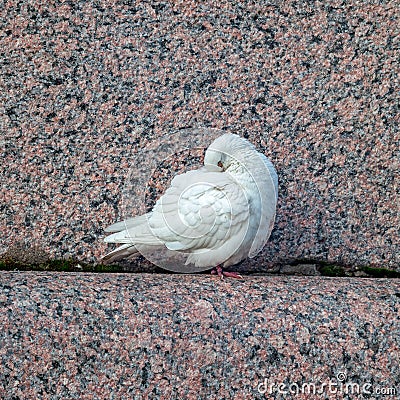 Mage of a sleeping, white dove on a granite parapet of the embankment on autumn day Stock Photo