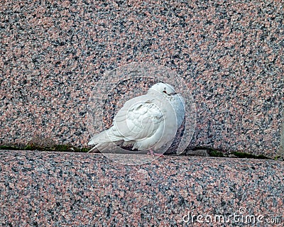 Mage of a sleeping, white dove on a granite parapet of the embankment on autumn day Stock Photo