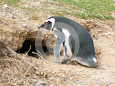 Magellan penguin Stock Photo