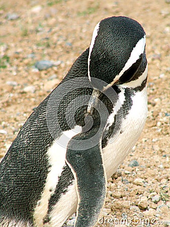 Magellan penguin Stock Photo