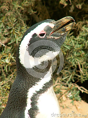 Magellan penguin Stock Photo