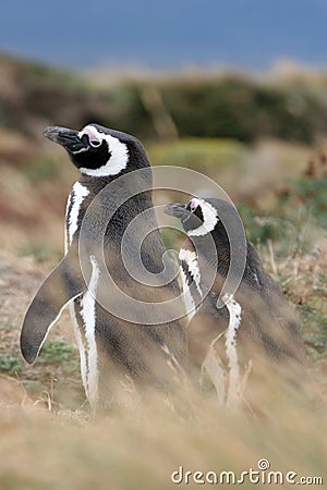 Magellan penguin couple, Punta Arenas, Chile Stock Photo