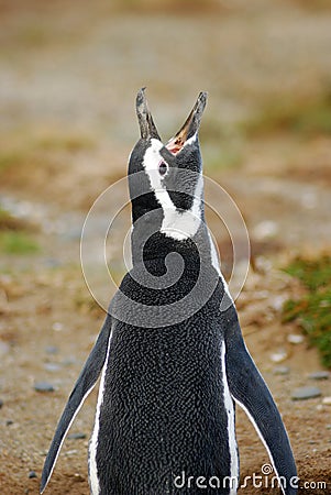 Magellan Penguin - Loudmouth Stock Photo