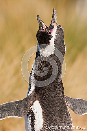 Magellan Penguin in Patagonia Stock Photo