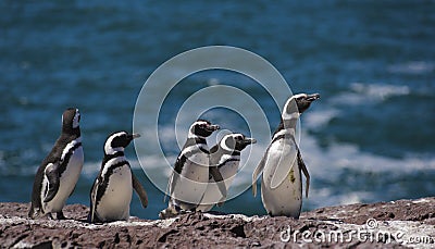 Magellan Penguin Stock Photo