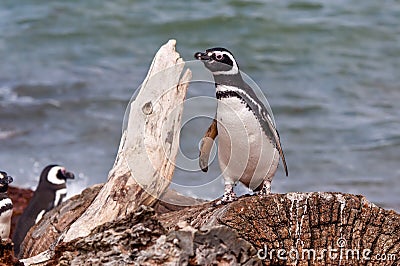 Magellan Penguin (Spheniscus magellanicus) Stock Photo