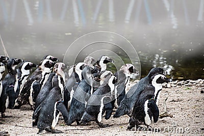 Magellan Penguins order Sphenisciformes, family Spheniscidae are a group of aquatic, flightless birds living almost exclusively Stock Photo