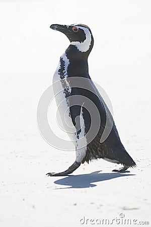 Magellanic Penguin Stock Photo