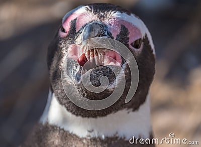 Magellanic penguin Stock Photo