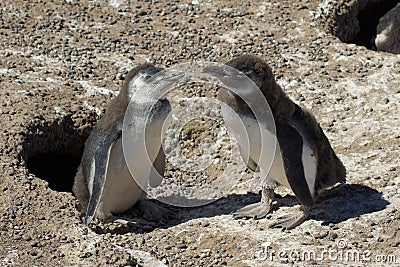 Magellanic Penguin, Punta Tombo, Argentina Stock Photo