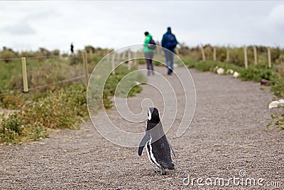 The Magellanic penguin Spheniscus magellanicus at Punta Tombo in the Atlantic Ocean, Patagonia, Argentina Editorial Stock Photo