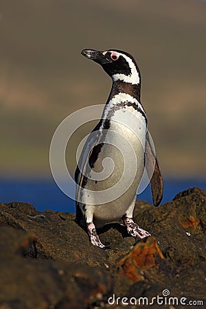 Magellanic penguin, Spheniscus magellanicus, bird on the rock beach, ocean wave in the background, Falkland Islands Stock Photo