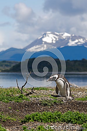 Magellanic Penguin (Spheniscus magellanicus) Stock Photo