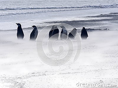 Magellanic penguin, Spheniscus magellanicus, resist the sandstorm of Sounder Island, Falkland Islands-Malvinas Stock Photo