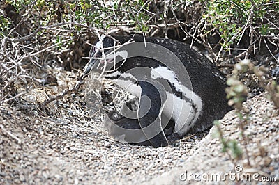 Magellanic penguin in the Valdes Peninsula Stock Photo