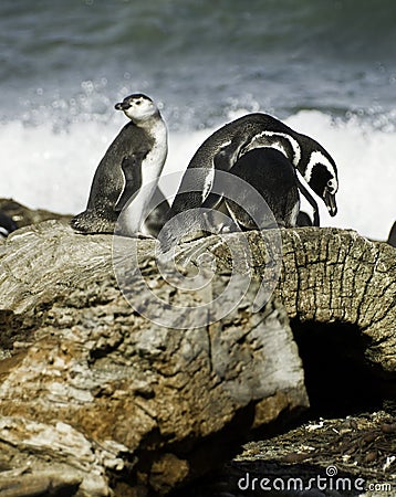 Magellanic penguins Stock Photo