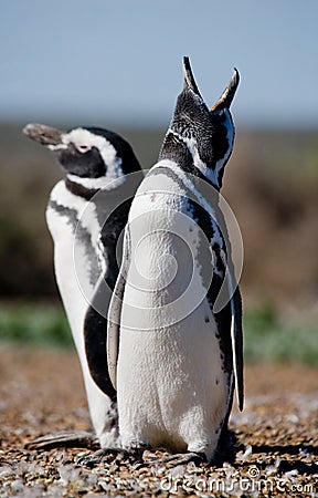 Magellanic penguins in the colony. Close-up. Argentina. Peninsula Valdes. Cartoon Illustration