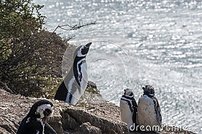 Magellanic Penguins, Peninsula Valdes, Patagonia, Argentina Stock Photo