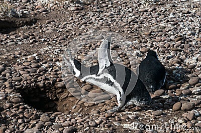 Magellanic Penguins at Punta Tombo, Chubut Stock Photo